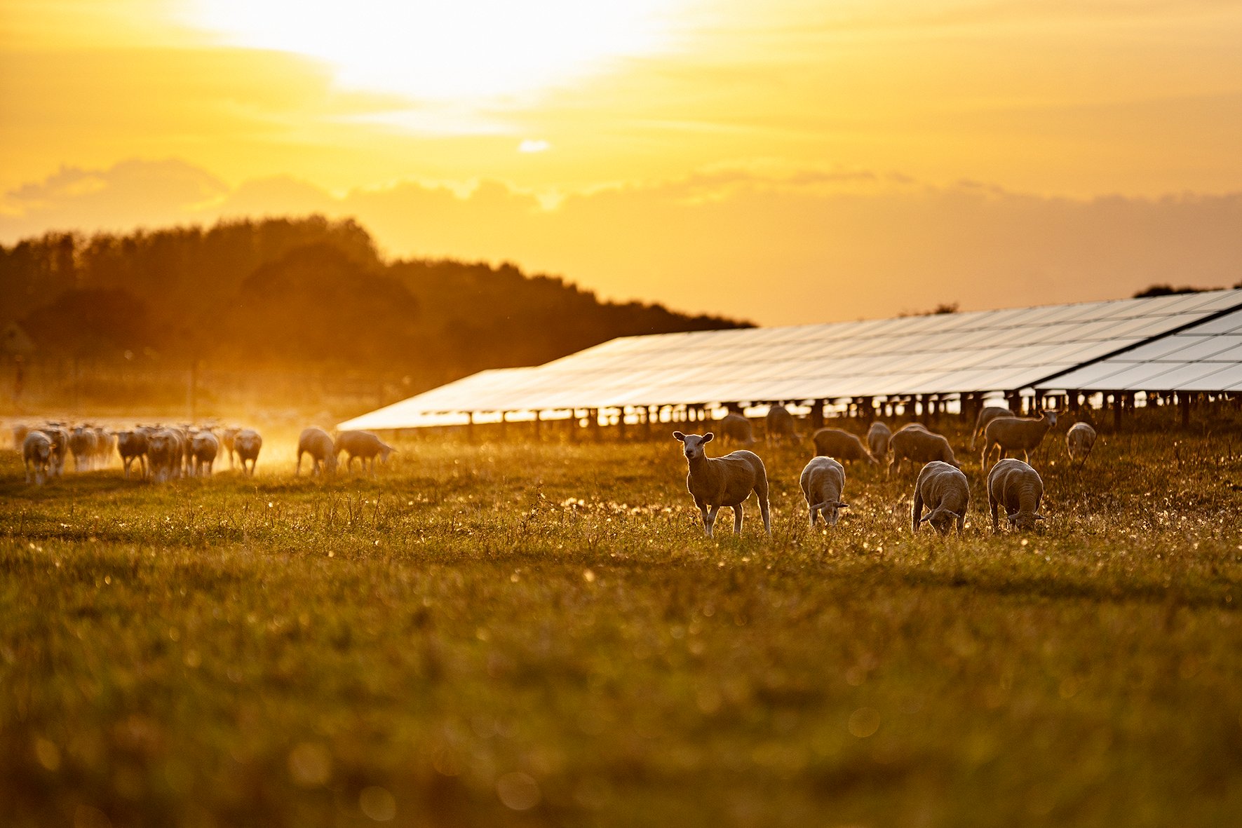 Image of solar park with sheeps walking around in the morning sun.