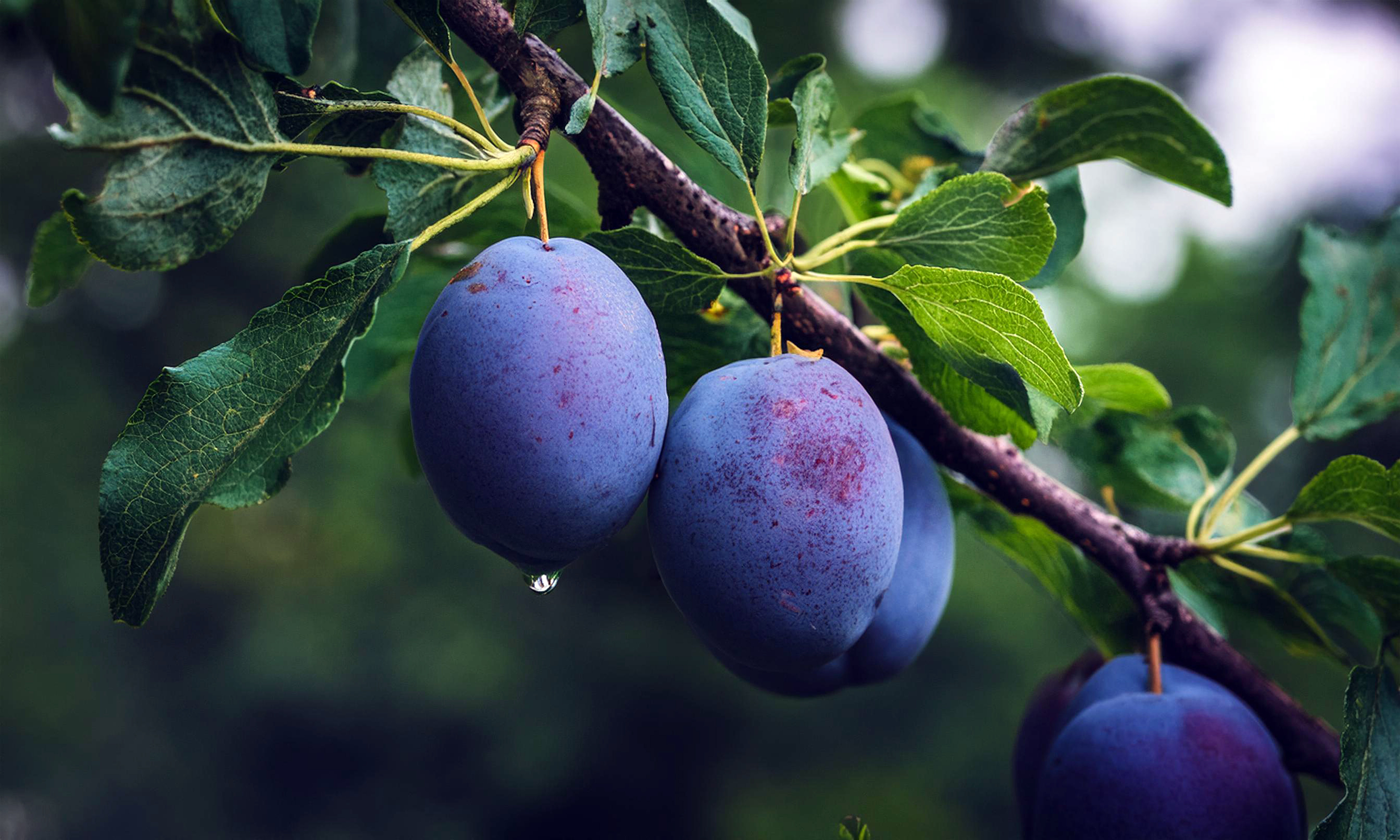 Plum tree)