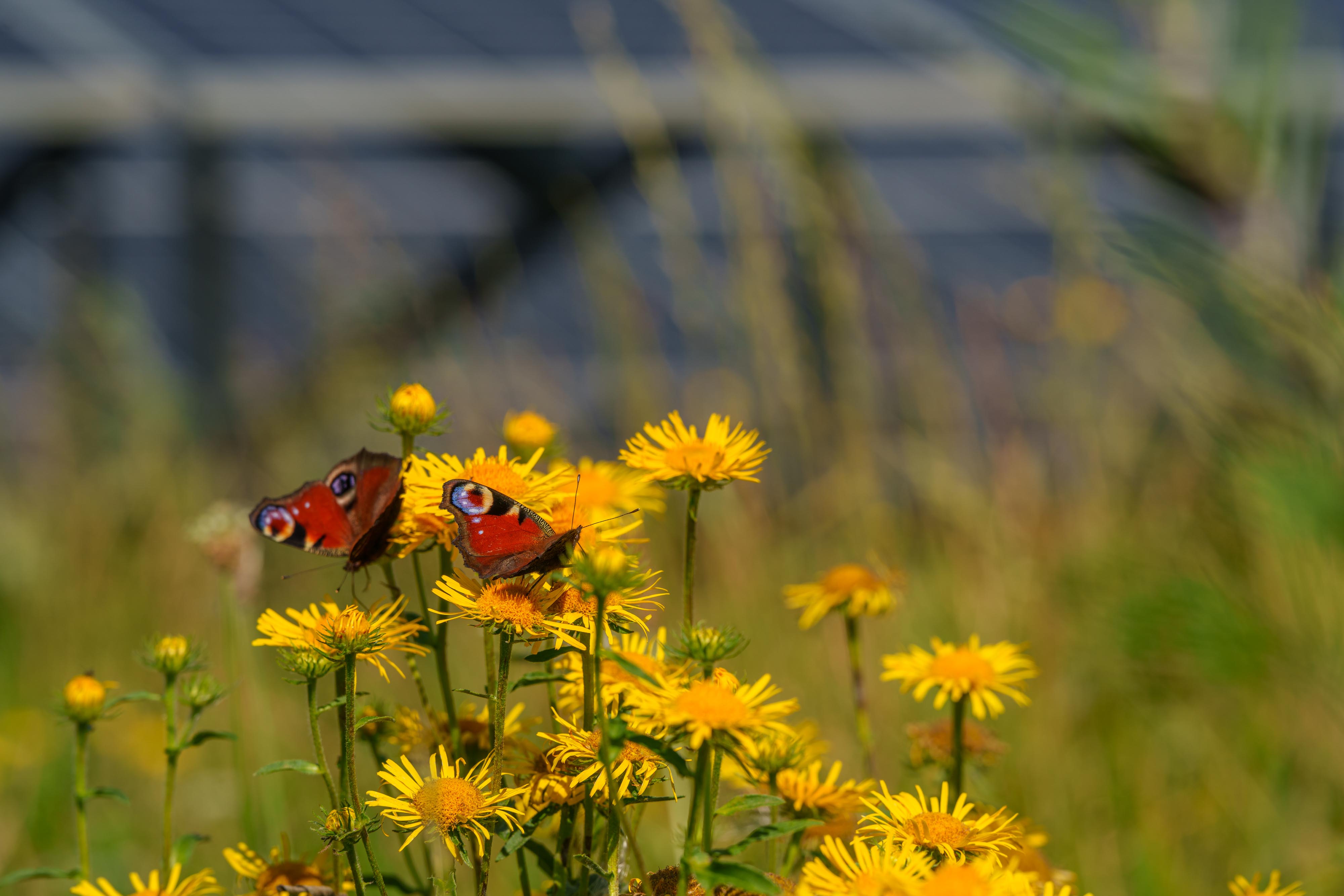 Image of butterflies on yellow wild flowers