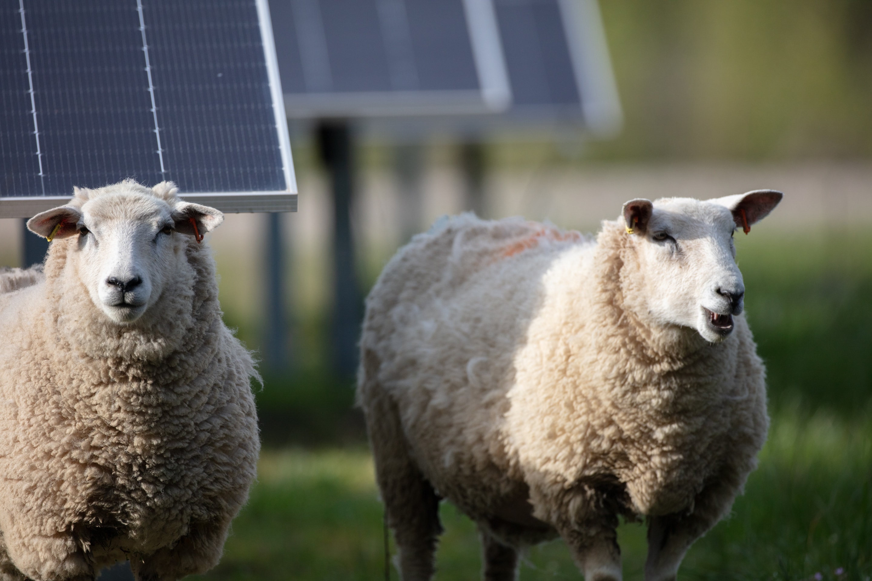 Sheep near a solar park)