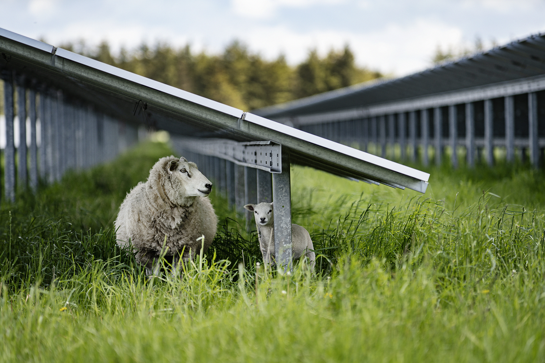 Sheep in front of solar panels)