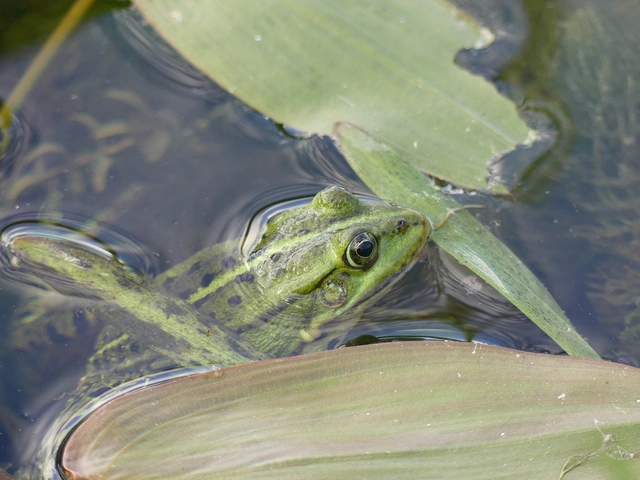 Frog in water)